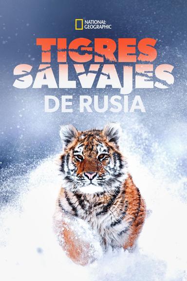 Imagen Tigres salvajes de Rusia