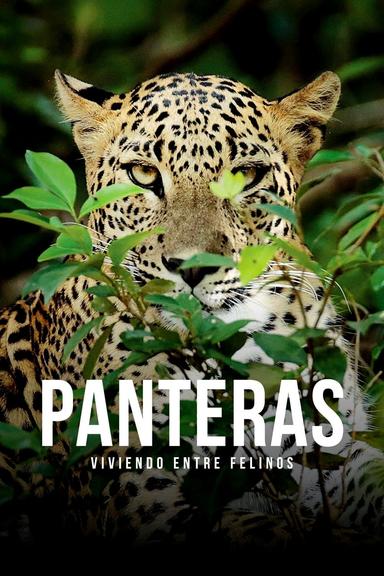 Imagen Panteras: viviendo entre felinos